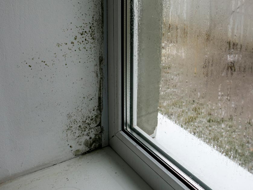 mold due to condesation on windows